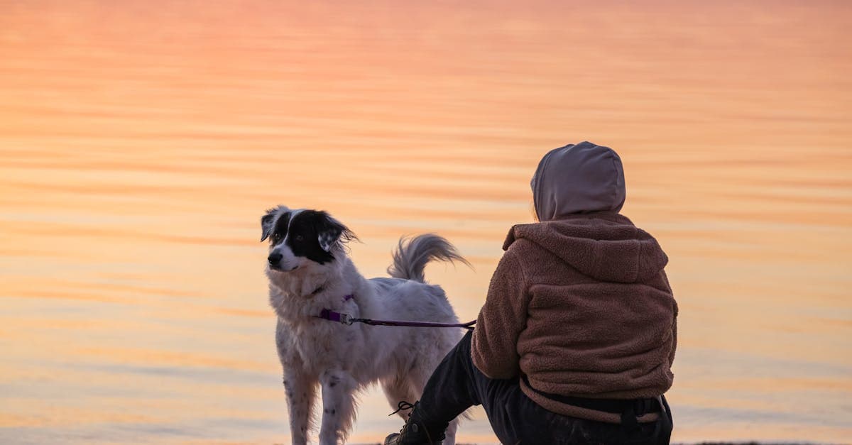 Cover Image for Unleash Your Passion: Discover Rewarding Dog Walker Opportunities!